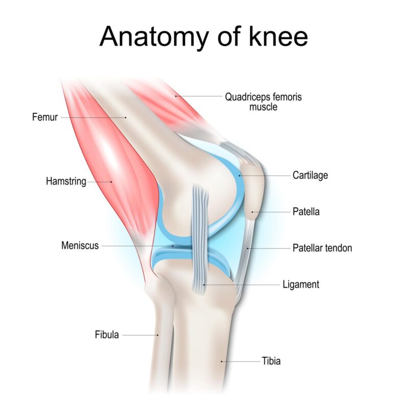 Patellar Tendonitis Treatment in South Texas